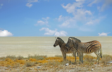 Fototapeta na wymiar Two Burchell Zebra standing on dry savannah, with a clear view of the vast open empty dry desert in the background
