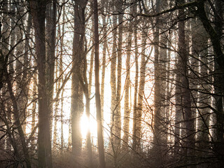Sonnenlicht scheint durch die Bäume im Wald - obrazy, fototapety, plakaty