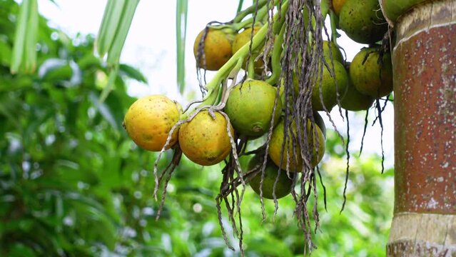 Yellow and green ripe betel nuts hanging on the tree. Areca fruits on a tree.