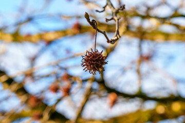 American storax or Liquidambar styraciflua in winter with spiky seeds