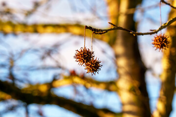 Dry spiky seeds of Liquidambar styraciflua. American Sweetgum tree in winter