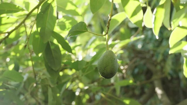 Solitary avocado fruit on the tree bathed in sunlight, in slow motion.