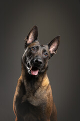 portrait of a Belgian Malinois dog on a gray background