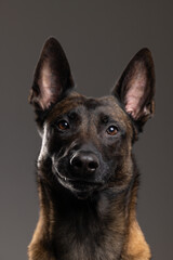 portrait of a Belgian Malinois dog on a gray background