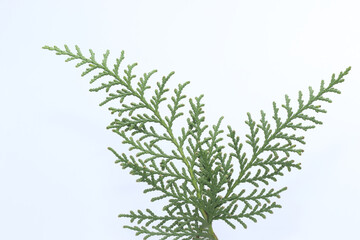 leaves of Thuja Orientalis on white background