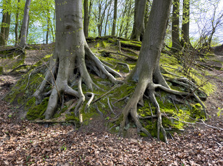 Shot of the roots and trunk of two old trees in the forest. Forestry and forest areas. Impressive trees, taking root.
