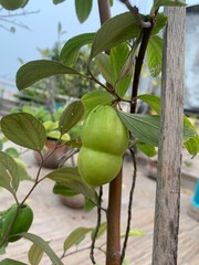 THAI GREEN APPLE BER on tree image 