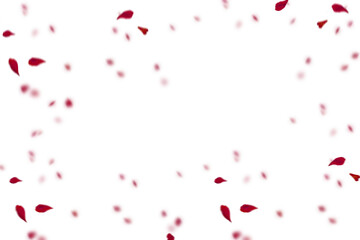 Fototapeta na wymiar Petals overlayRed rose collection set of petals isolated on a transparent background. Red flower petals png. Floating red rose petal. Love valentines day postcard