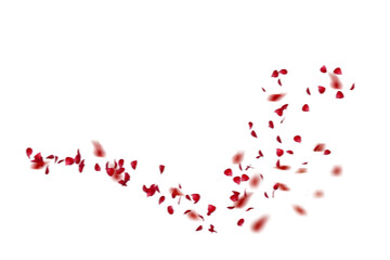 Petals overlayRed rose collection set of petals isolated on a transparent background. Red flower petals png. Floating red rose petal. Love valentines day postcard