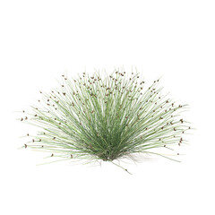 3d illustration of isolepis cernua bush isolated on transparent background