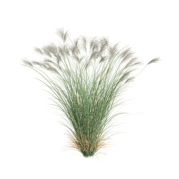 3d illustration of gracillimus bush isolated on transparent background