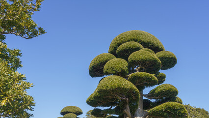 きれいに剪定された日本の庭木