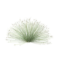 3d illustration of isolepis cernua bush isolated on transparent background