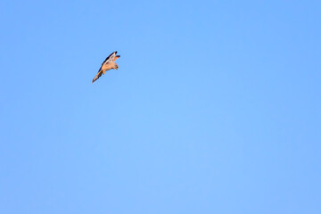 ホバリングする美しいチョウゲンボウ（ハヤブサ科）。

日本国栃木県栃木市、渡良瀬遊水地にて。
ラムサール条約登録地。
2024年1月7日撮影。

Beautiful Common Kestrel (Falco tinnunculus : family comprising falcons) in hovering.

At WATARASE Retarding Basin, Tochigi, Ja