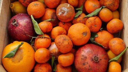 Food waste problem. Vegetable and Fruit Rot Along the Producer Supply Chain