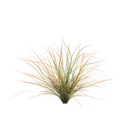 3d illustration of Carex testacea bush isolated on transparent background