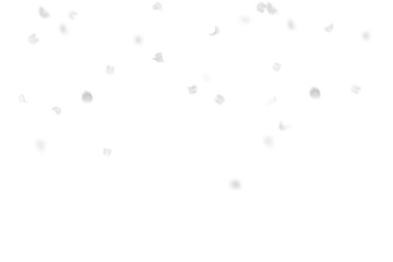 White rose collection set of petals isolated on a transparent background. Flower petals png. Floating pink rose petal. Love valentines day postcard