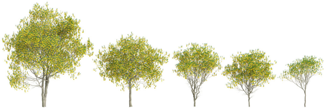 3d illustration of set Sophora microphylla trees isolated on transparent background