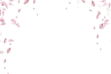 White rose collection set of petals isolated on a transparent background. Flower petals png. Floating pink rose petal. Love valentines day postcard