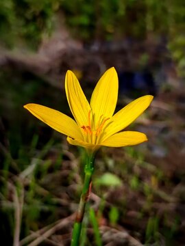 Zephyranthes citrina Or Rain Lily flower