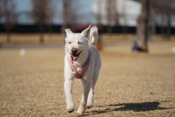 Naklejka na ściany i meble A white dog taking a walk with a smiling expression