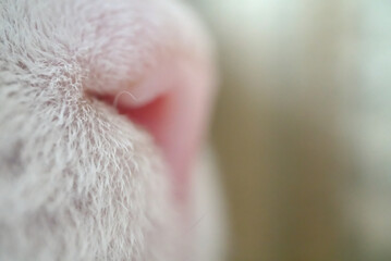 closeup of cat 's nose from side