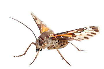 Close up of Moth Insect isolated on transparent png background, entomology collection, anatomy of insect concept. - obrazy, fototapety, plakaty