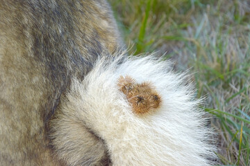 Obraz premium A thistle or burdock hangs from the dog's hair.