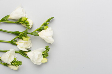 Obraz na płótnie Canvas White freesia flower on color background, top view