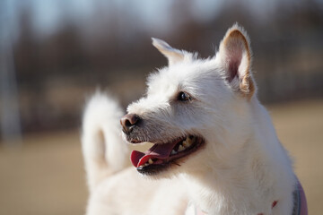 Close-up of face of mixed breed dog with white fur