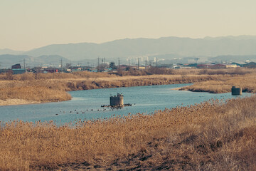 겨울 철새 풍경