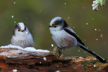   Schwanzmeise (Aegithalos caudatus) zwei Meisen auf Ast im Winter bei Schneefall