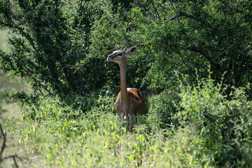antelopes in natural conditions in a national park in Kenya