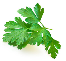 Fototapeta na wymiar Parsley leaf isolated on white background. Fresh Parsley herb closeup. Package design element 