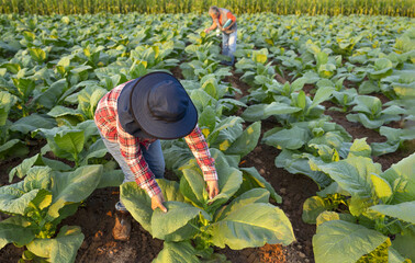 A female tobacco farmer pluck the tops of tobacco leaves so that the remaining leaves are large and...