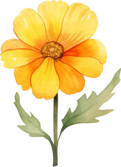 Colorful flower watercolor painting on transparent background.
