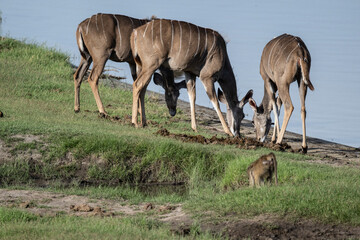 Naklejka na ściany i meble antelopes in natural conditions in a national park in Kenya