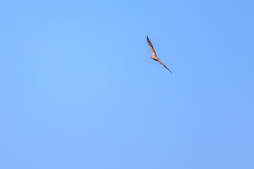 狩りのために飛翔する美しいチュウヒ（タカ科）。

日本国栃木県栃木市、渡良瀬遊水地にて。
ラムサール条約登録地。
2024年1月7日撮影。

A beautiful Eastern Marsh Harrier (Circus spilonotus, family comprising hawks) in flight for hunting.

At WATARASE Retarding Basi