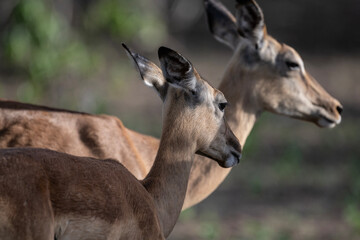 antelopes in natural conditions in a national park in Kenya