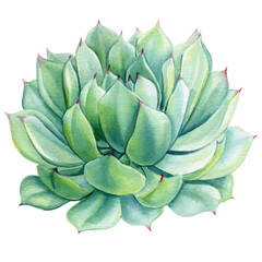 Succulent green flower, echeveria watercolor botanical painting. Floral hand draw Illustrations isolated  background