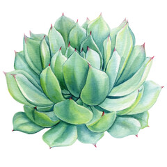 Fototapeta premium Succulent green flower, echeveria watercolor botanical painting. Floral hand draw Illustrations isolated background