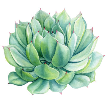 watercolor succulent plant, green leaves, white background clip art preview