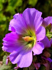 Alcea rosea the common hollyhock or mallow flower