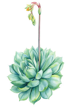 watercolor succulent plant with green leaves clip art preview