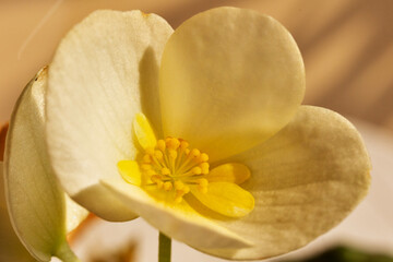 Fototapeta na wymiar Flowering plant of white begonia