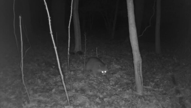 two wild raccoons in forest at night