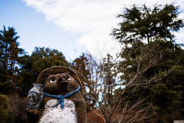 Obraz premium 空を見上げるたぬき