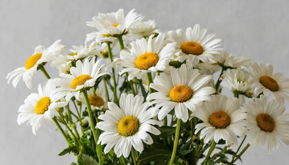 Fototapeta na wymiar Chamomile daisy flowers bouquet on white background. Minimal stylish still life floral composition