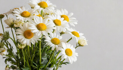 Obraz premium Chamomile daisy flowers bouquet on white background. Minimal stylish still life floral composition