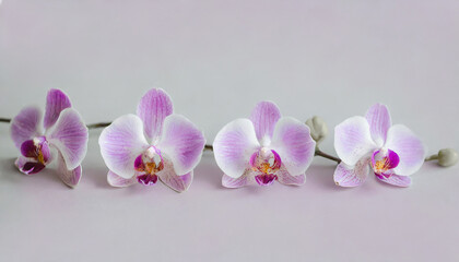 Naklejka na ściany i meble Charming lilac pattern orchids on a gentle background_ selective focus